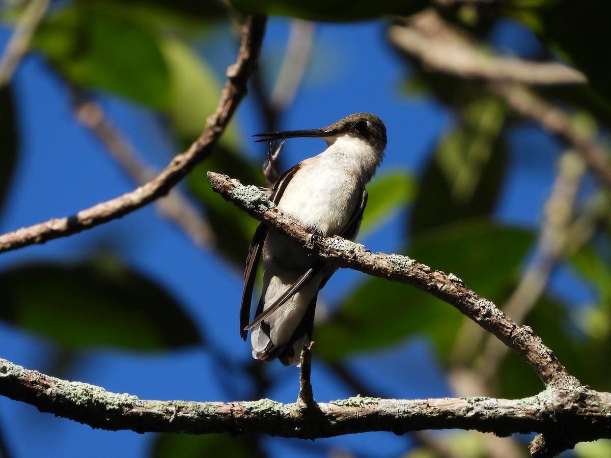 Ruby-throated Hummingbird - ML644506363