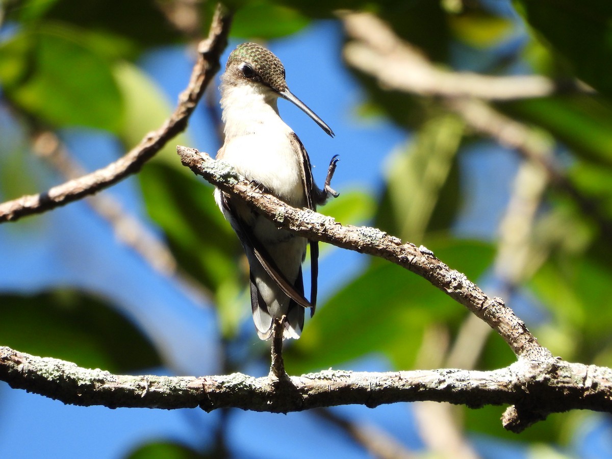 Ruby-throated Hummingbird - ML644506364