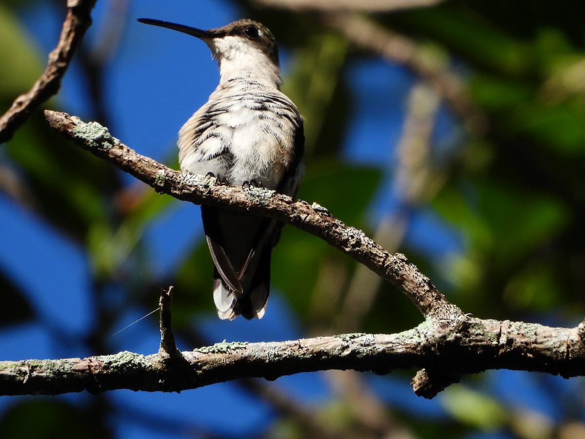Ruby-throated Hummingbird - ML644506365