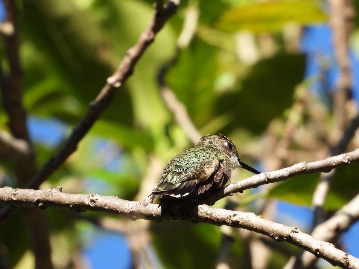 Ruby-throated Hummingbird - ML644506366