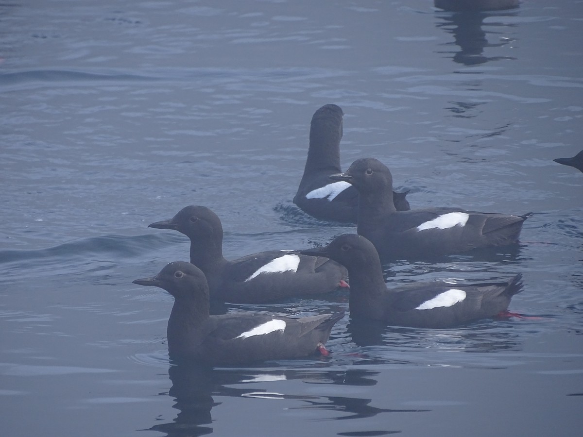 Чистун тихоокеанський - ML644506367