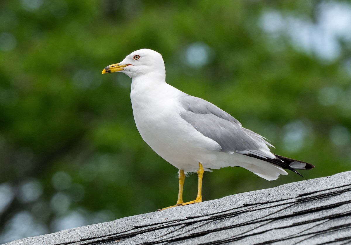 Ring-billed Gull - ML644506368