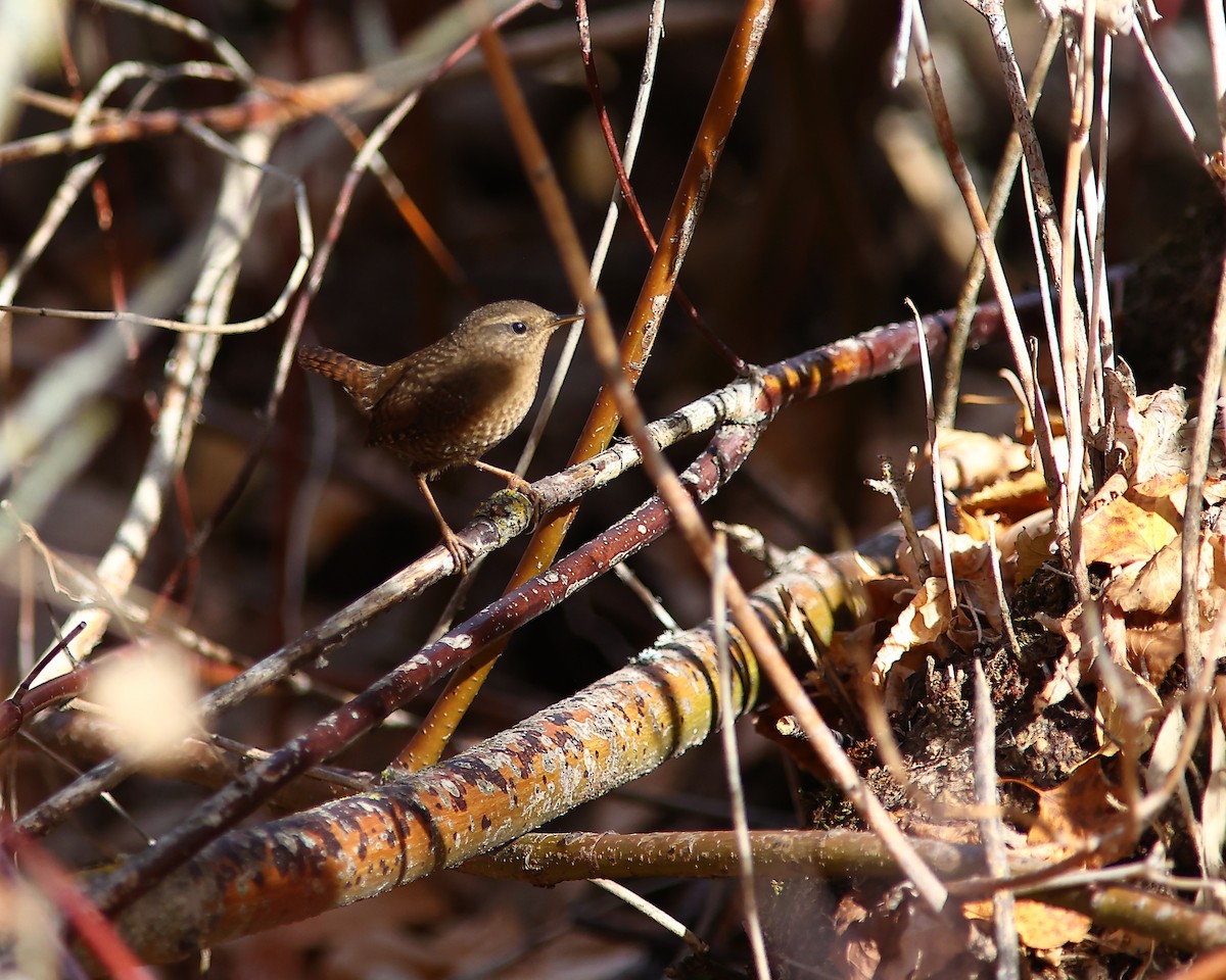 Pacific Wren - ML644506370