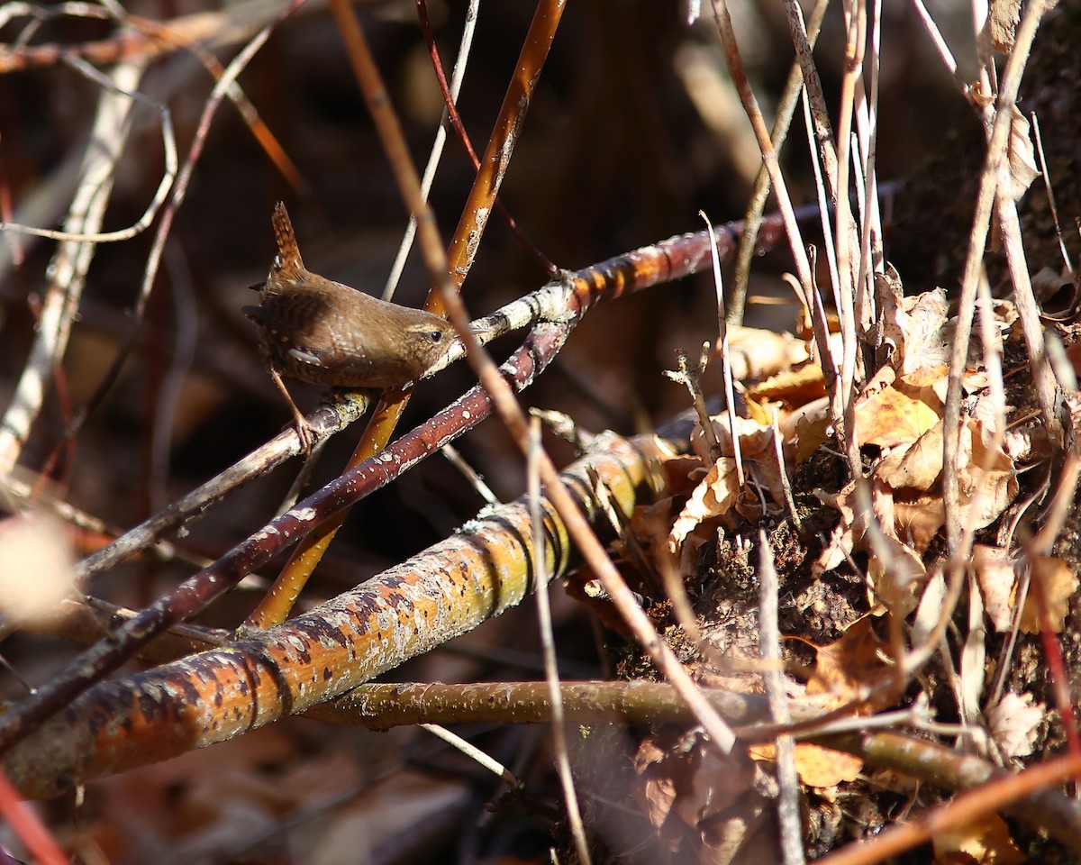 Pacific Wren - ML644506371