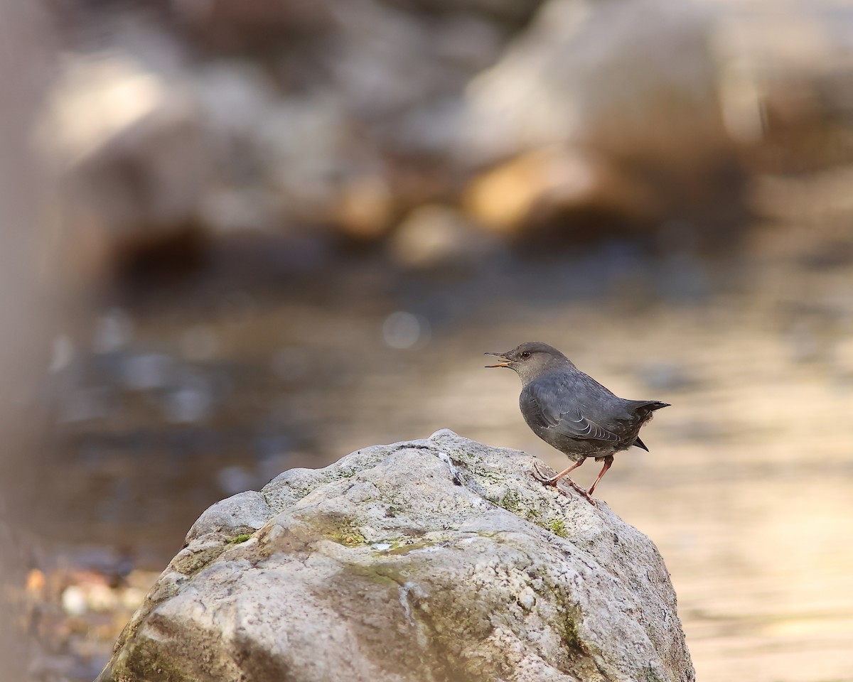 אמודאי אמריקני - ML644506372