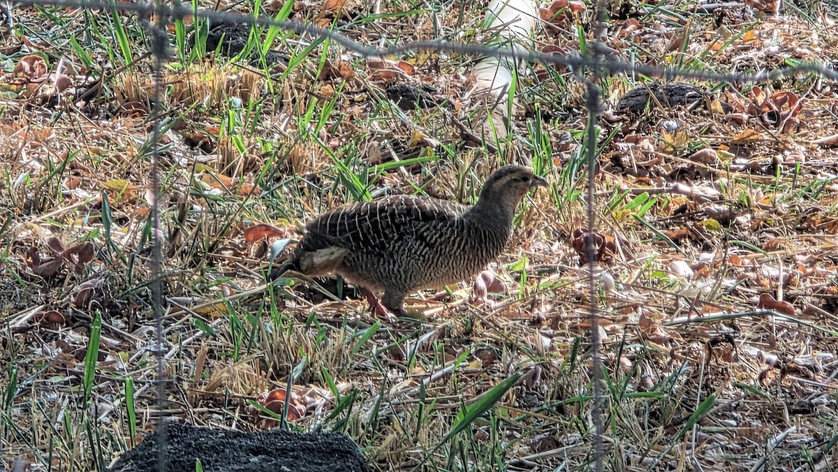 Gray Francolin - ML644506385