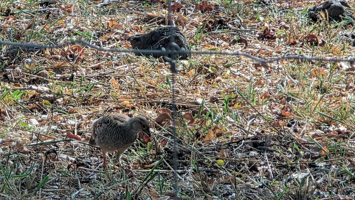 Gray Francolin - ML644506386