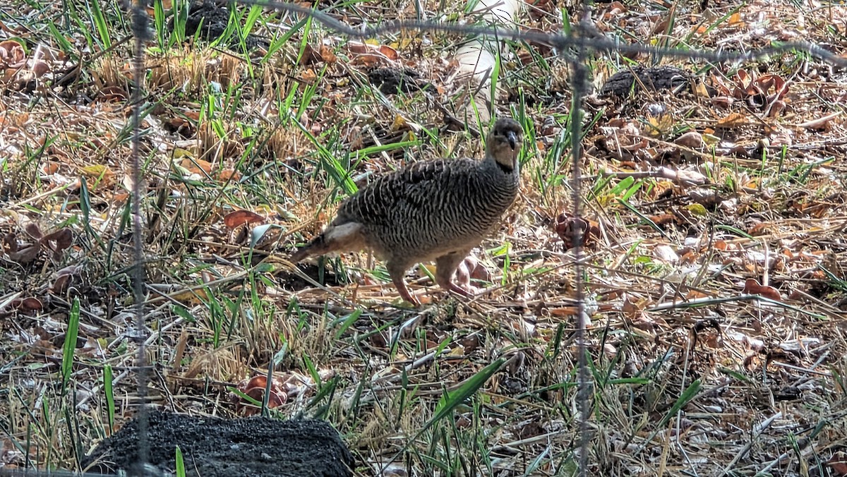 Gray Francolin - ML644506387