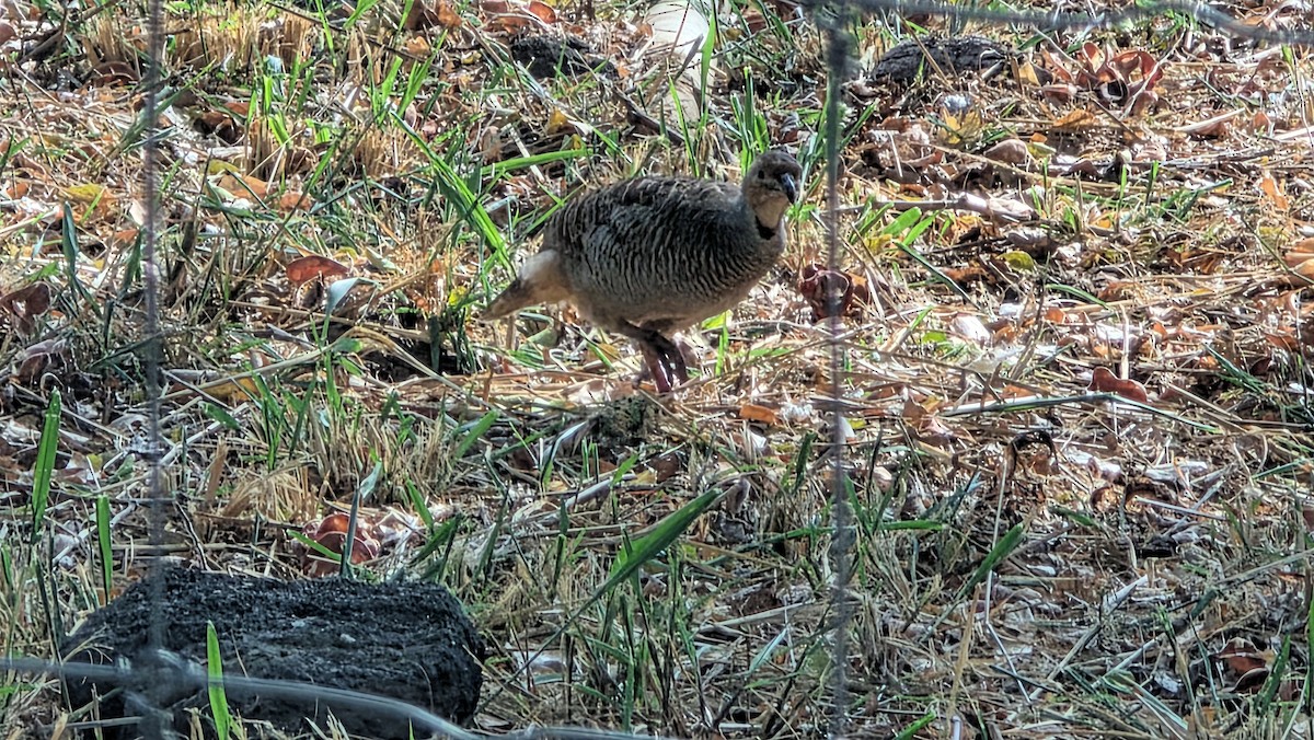 Gray Francolin - ML644506388