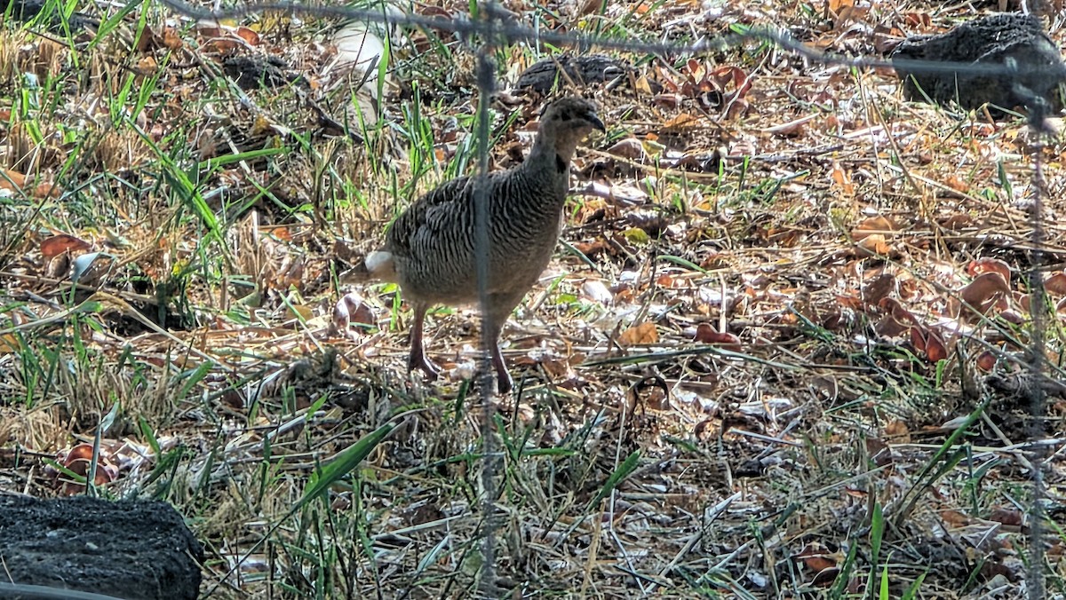 Gray Francolin - ML644506389
