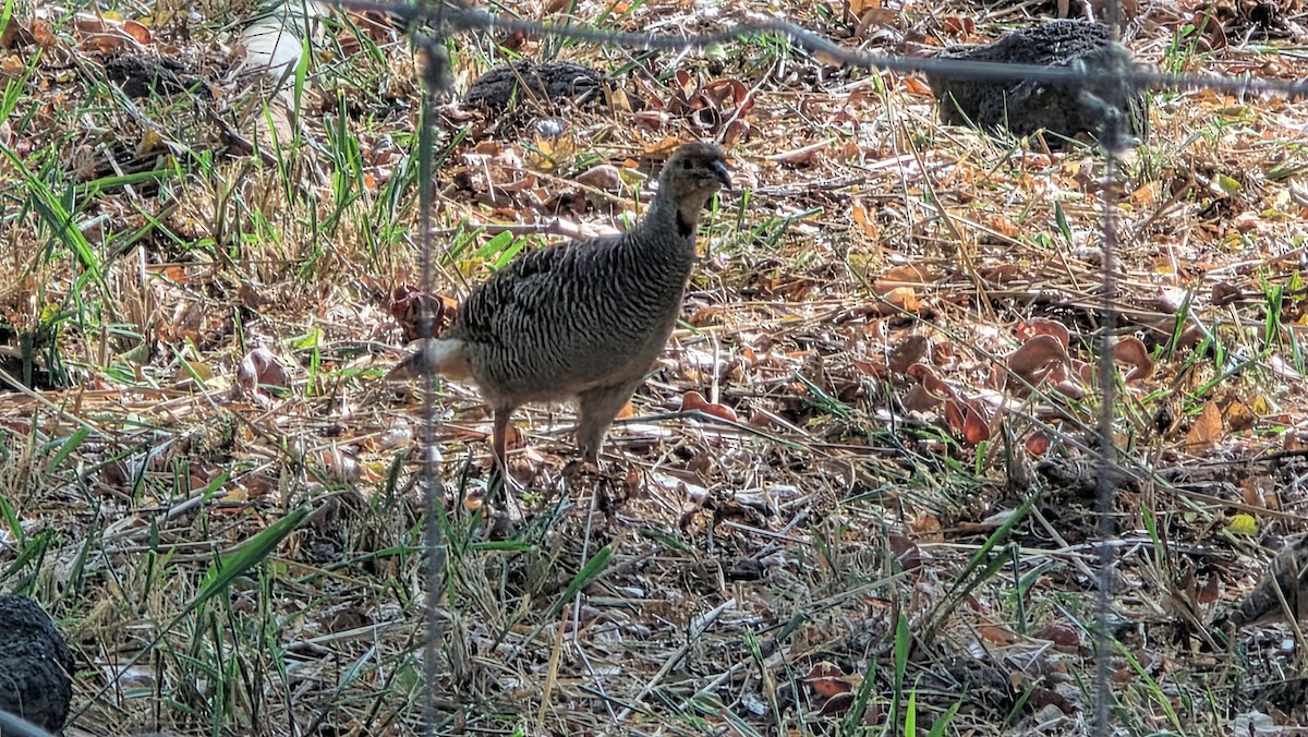 Gray Francolin - ML644506390