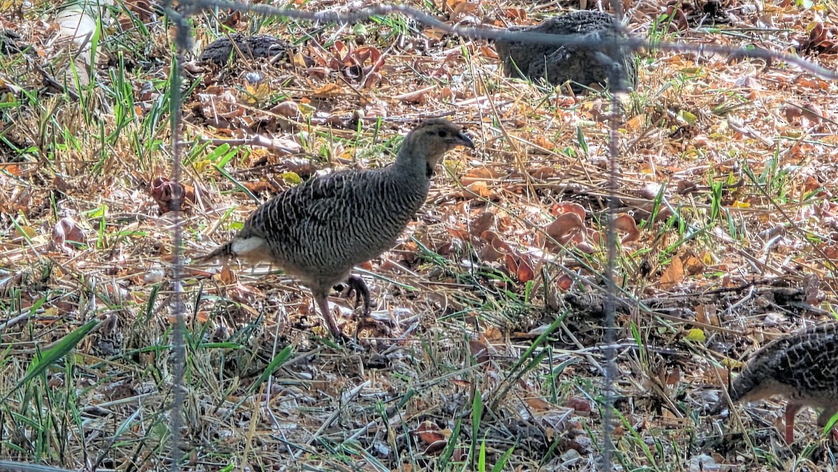 Gray Francolin - ML644506392