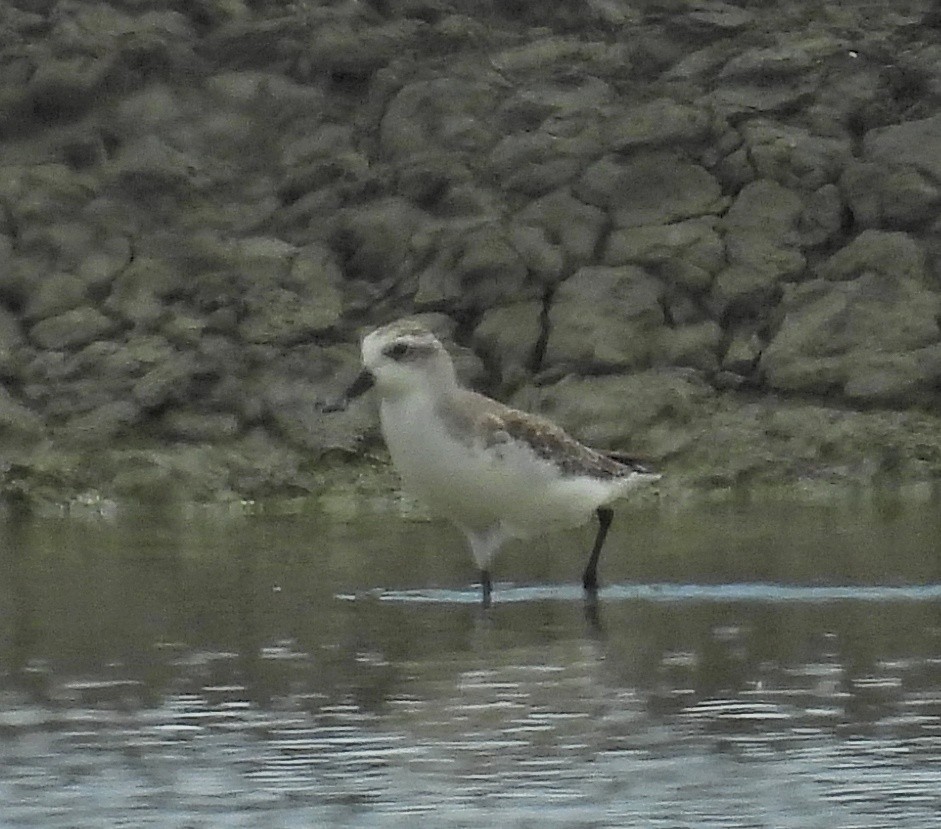 琵嘴鷸 - ML644506393