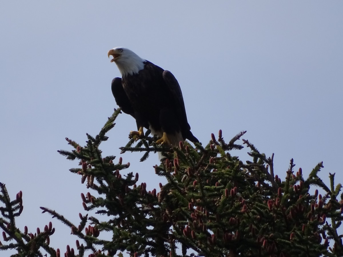Орлан білоголовий - ML644506394