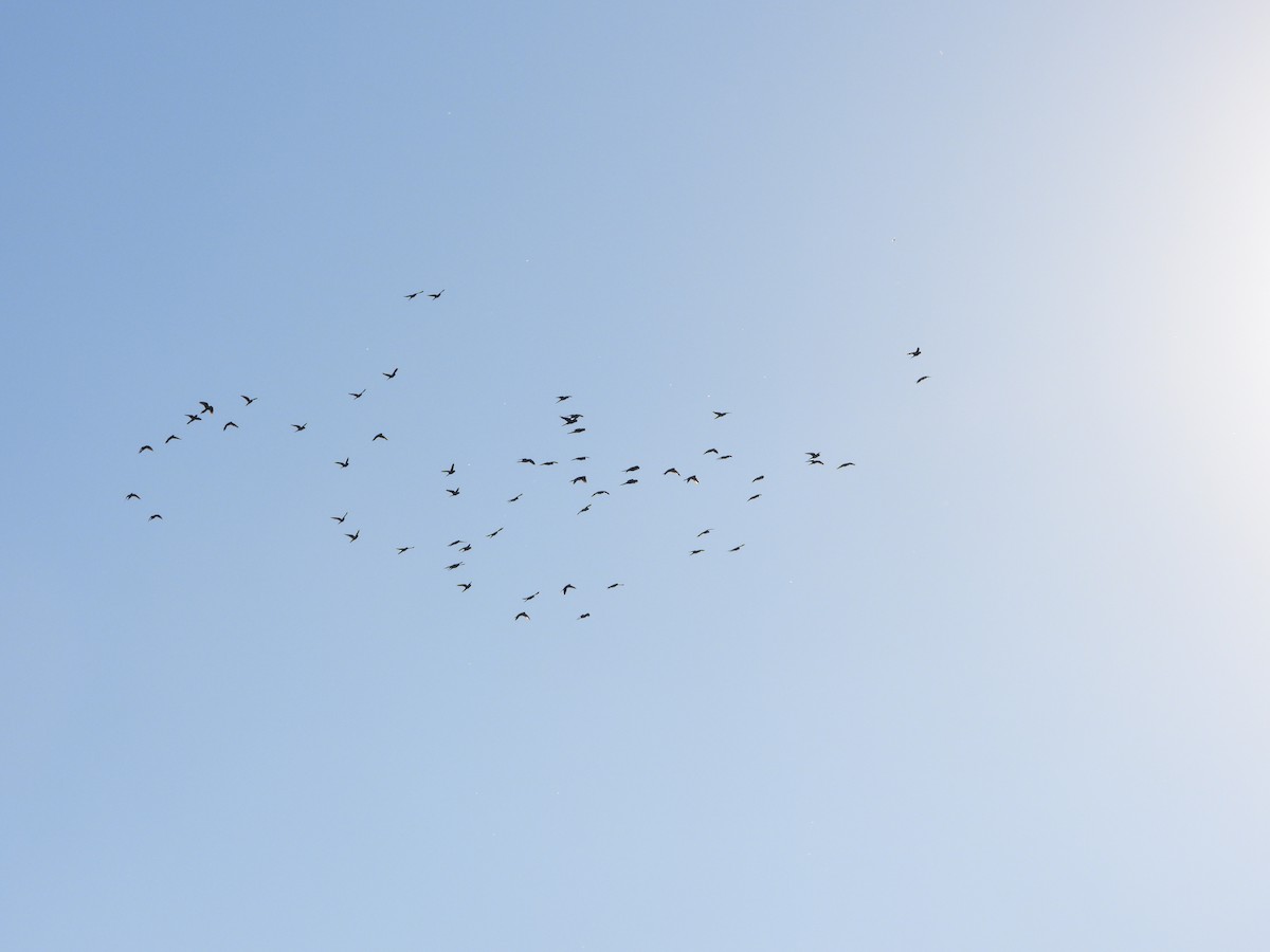 Mitred Parakeet - ML644506395