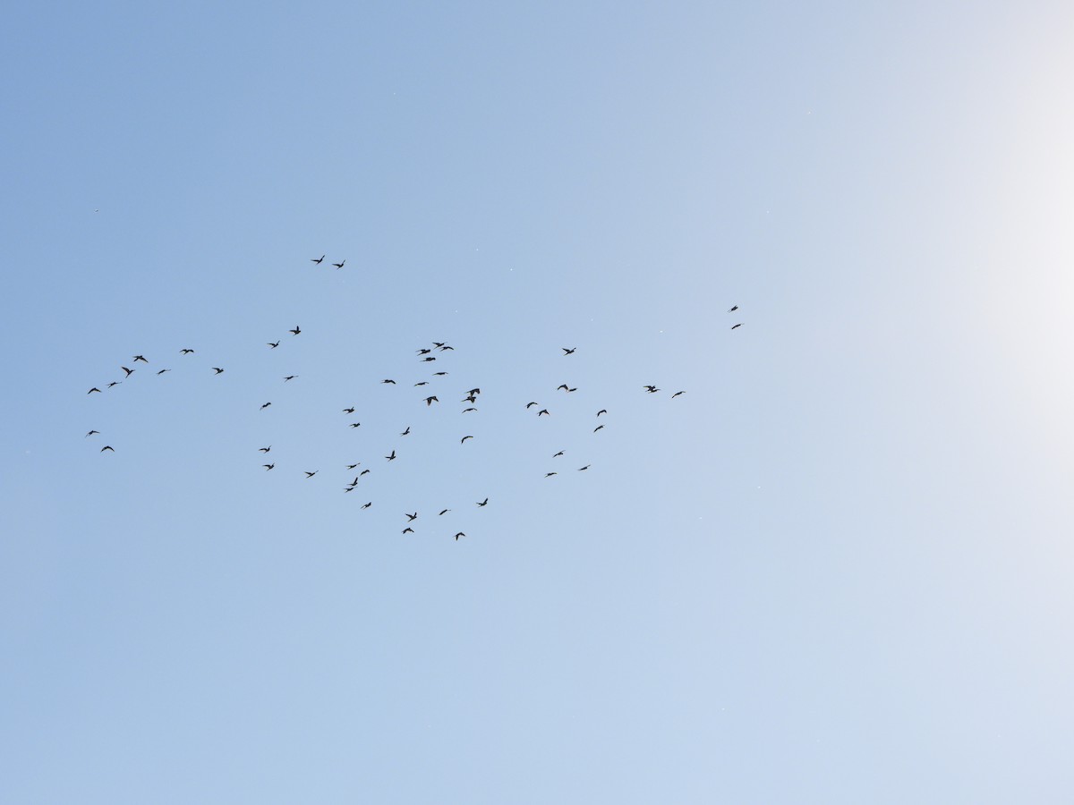 Mitred Parakeet - ML644506396