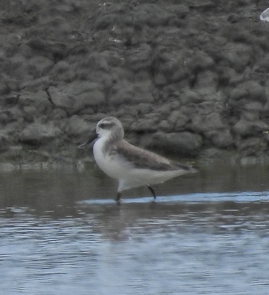 琵嘴鷸 - ML644506397