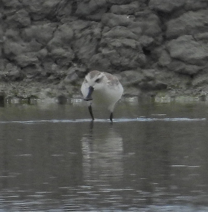 琵嘴鷸 - ML644506400