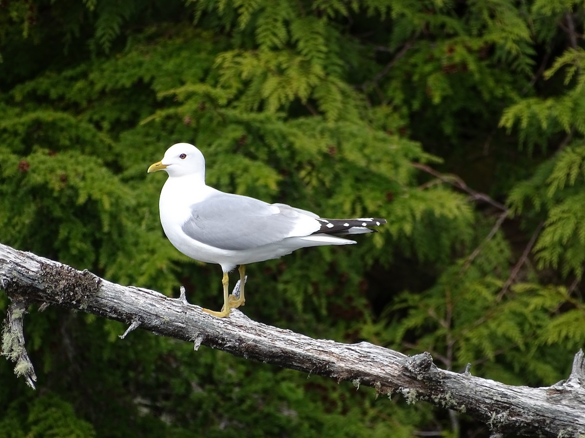 Мартин сивий аляскинський - ML644506401