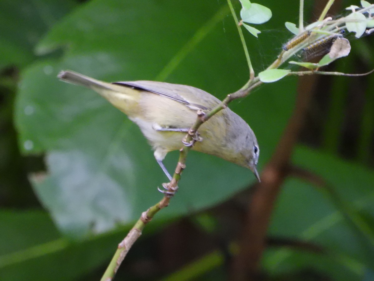 Orange-crowned Warbler - ML644506402