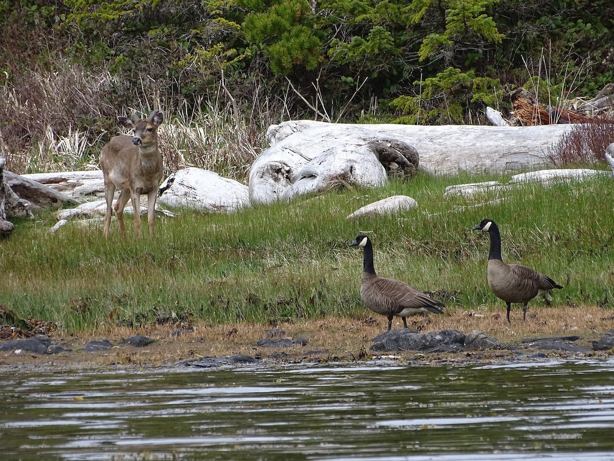 Казарка канадська - ML644506407