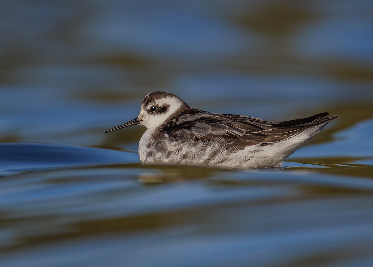 Red-necked Phalarope - ML644506408