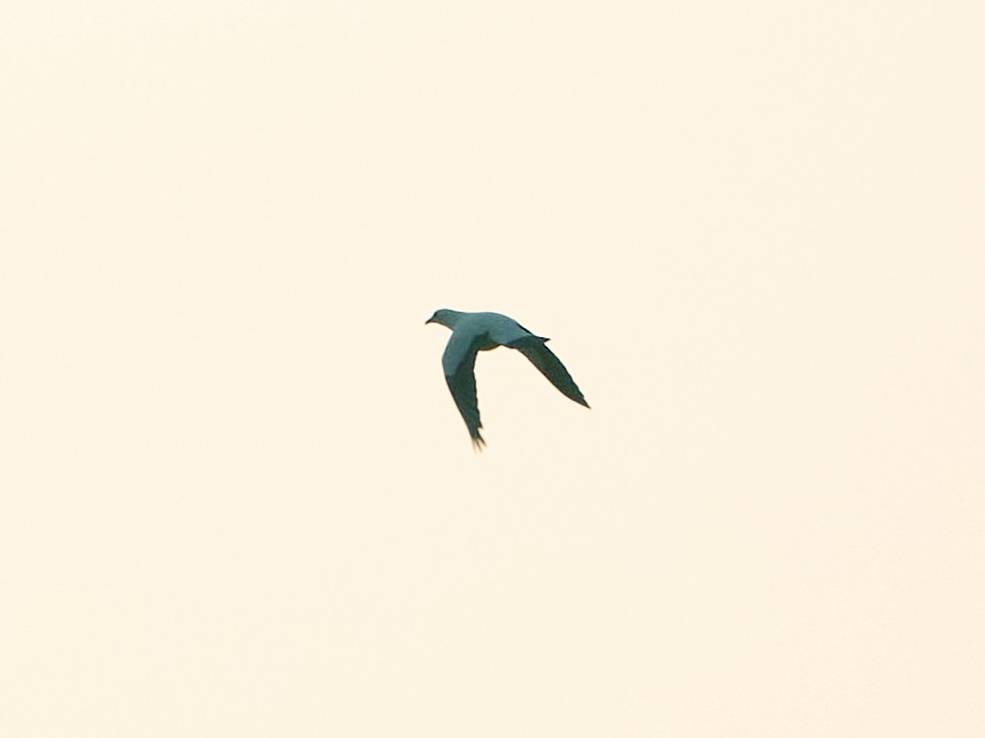 Pied Imperial-Pigeon - ML644506410