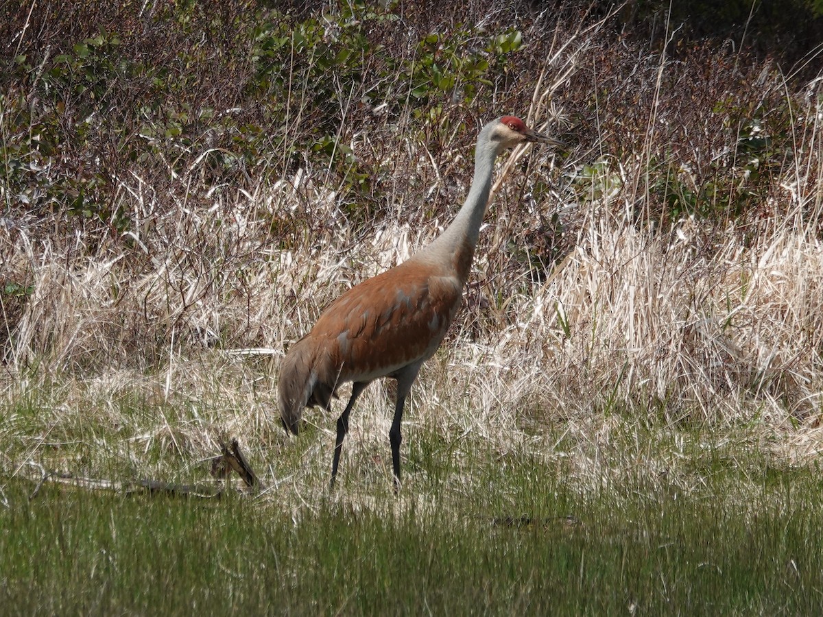 Журавель канадський - ML644506412