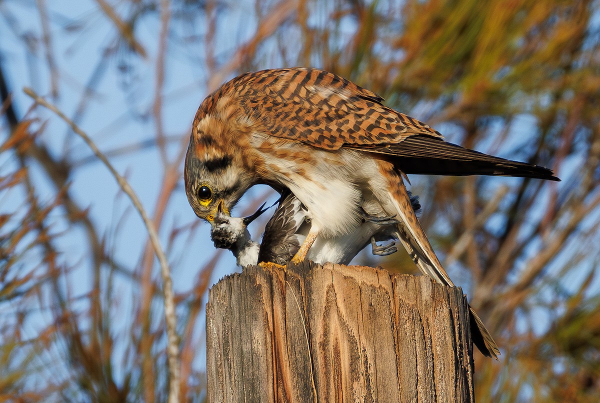 American Kestrel - ML644506413