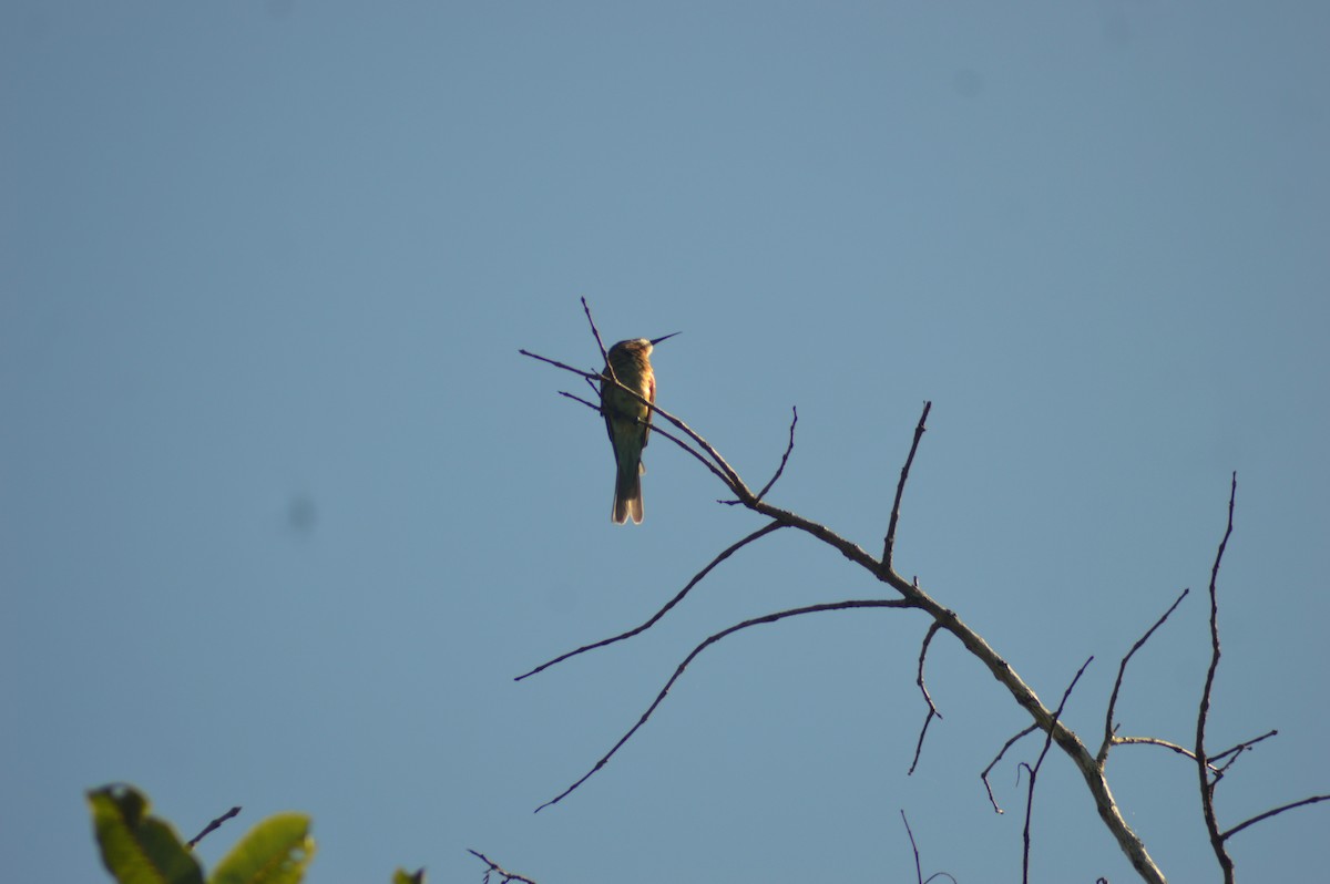 Chestnut-headed Bee-eater - ML644506419