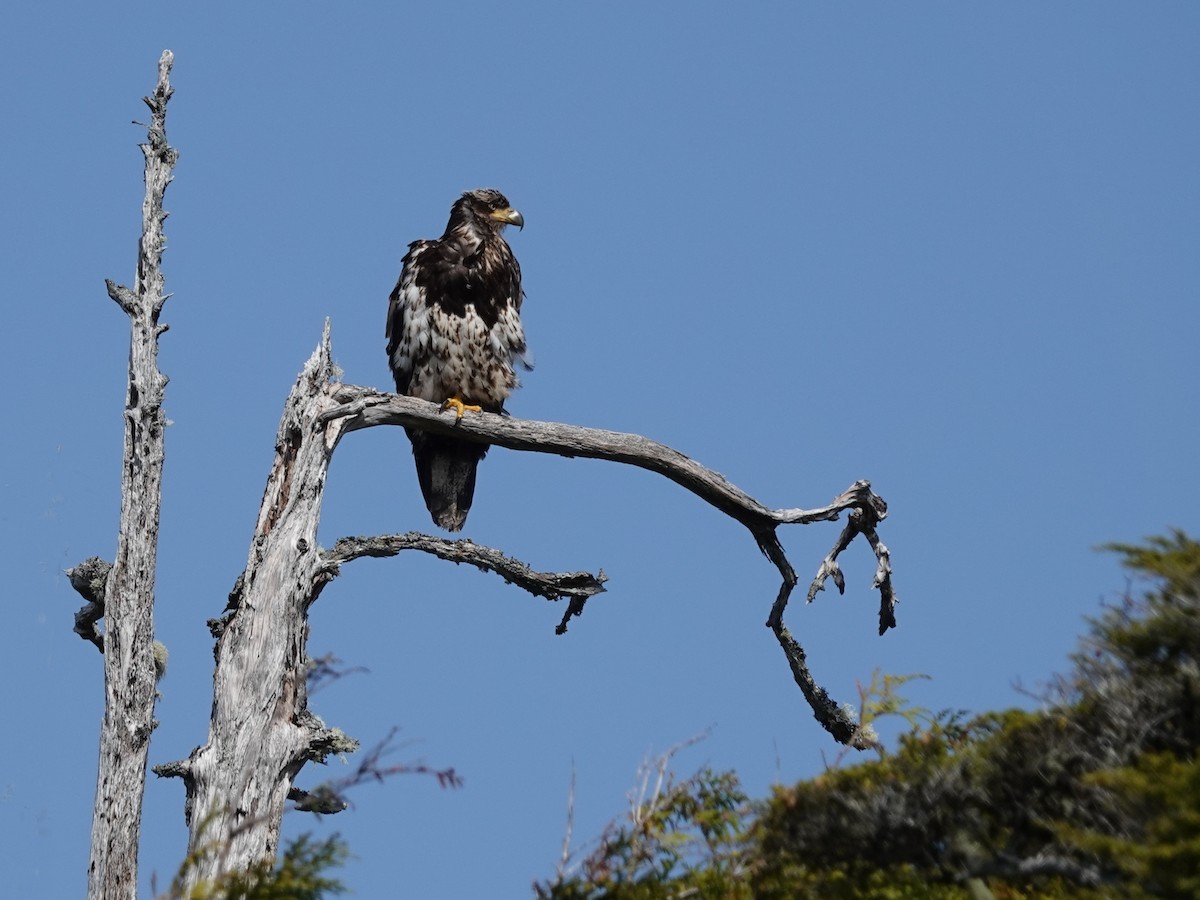 Орлан білоголовий - ML644506420