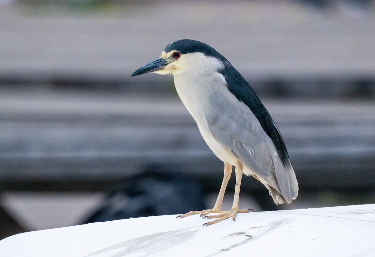 Black-crowned Night Heron - ML644506422