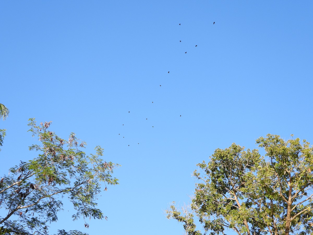 Fish Crow - ML644506425