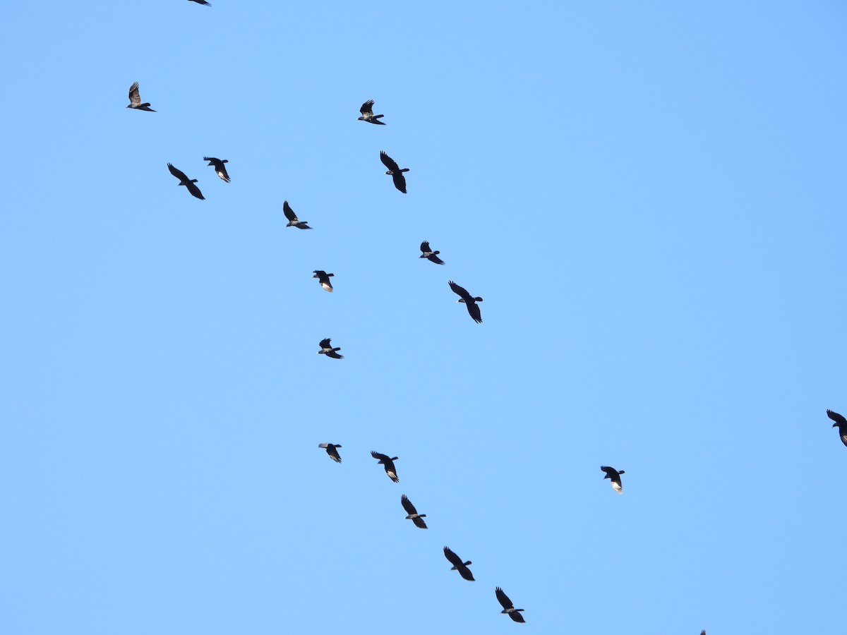 Fish Crow - ML644506426