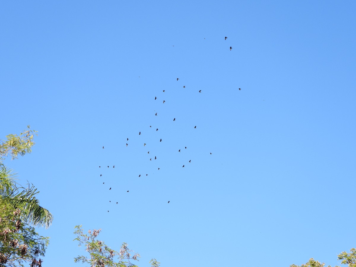 Fish Crow - ML644506427