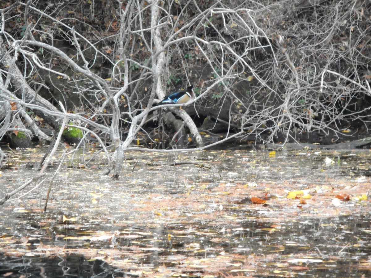 美洲鴛鴦 - ML644506428