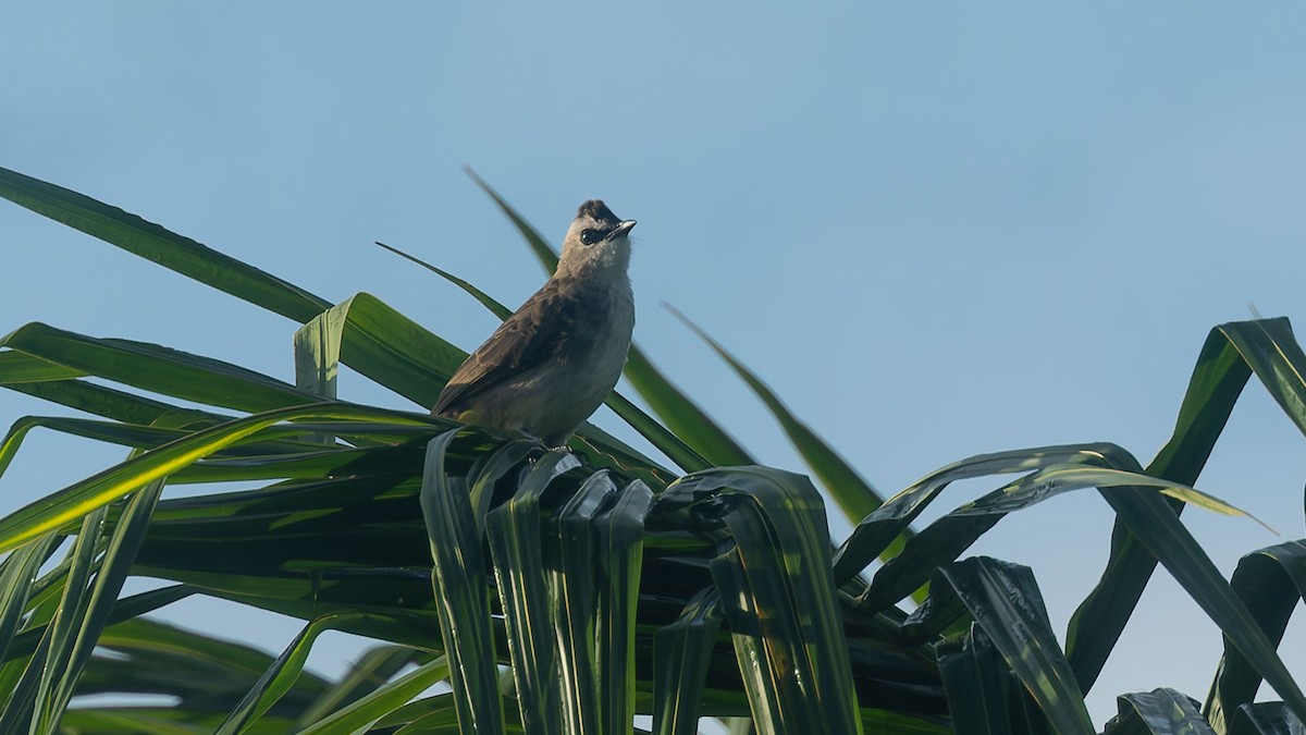 Бюльбюль широкобровий - ML644506433