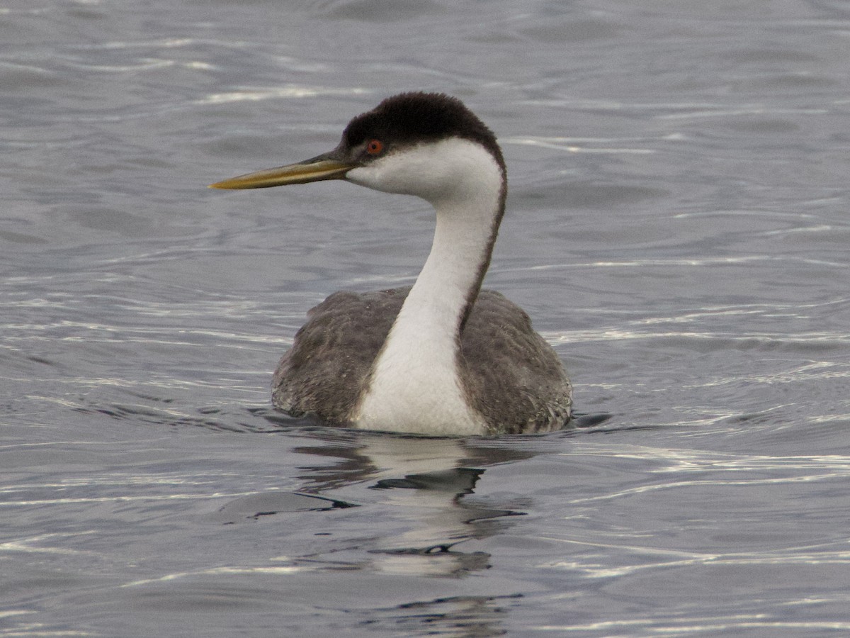 クビナガカイツブリ - ML644506434