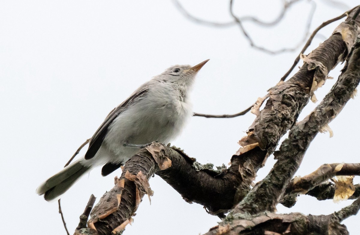 Blue-gray Gnatcatcher - ML644506437
