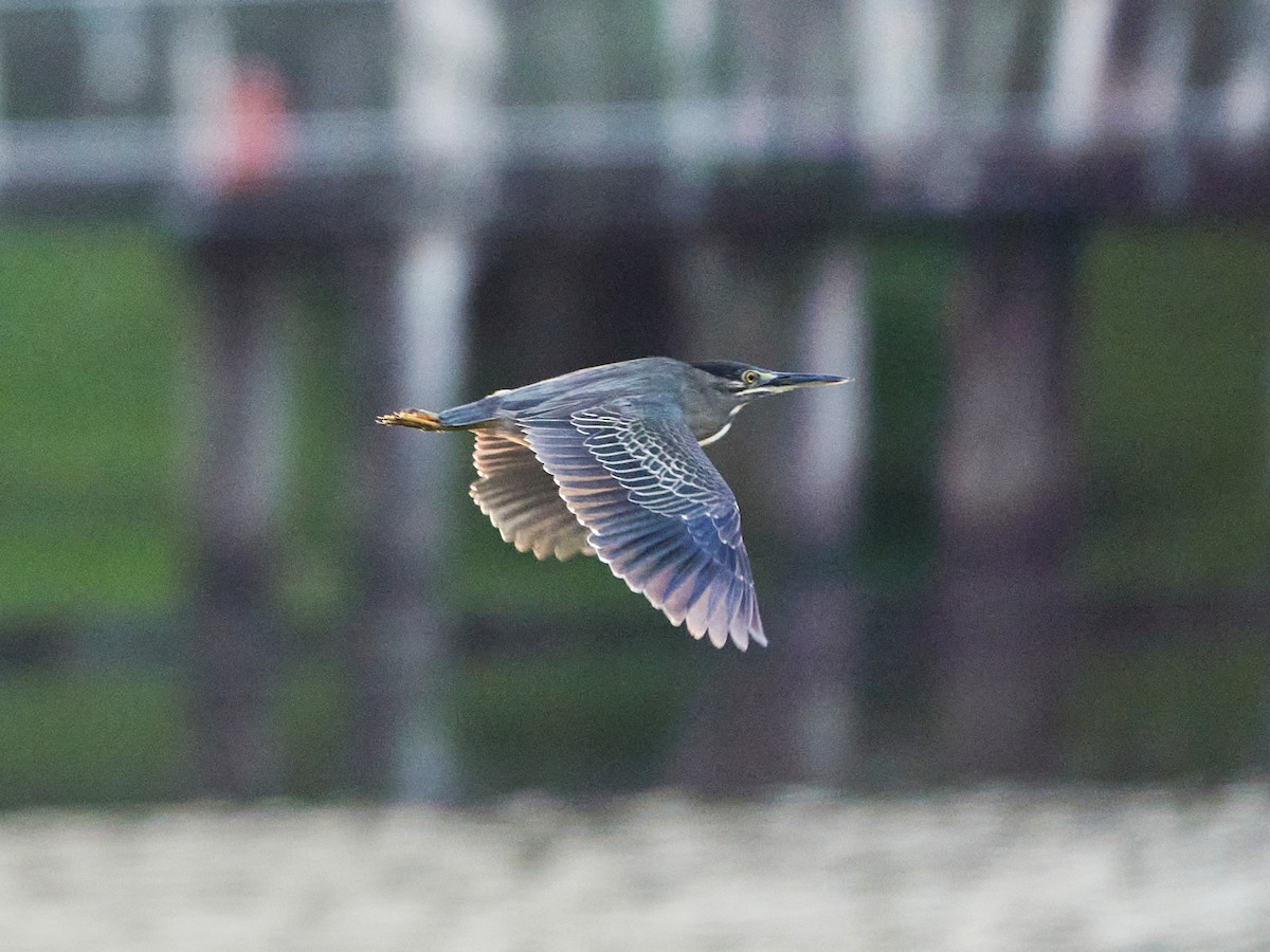 Little Heron - ML644506438