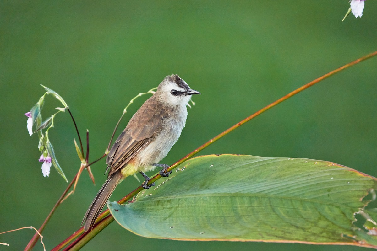 Yellow-vented Bulbul - ML644506443