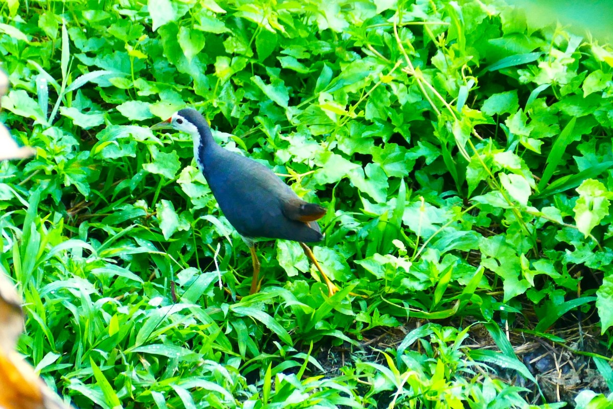 Gallineta Pechiblanca - ML644506445