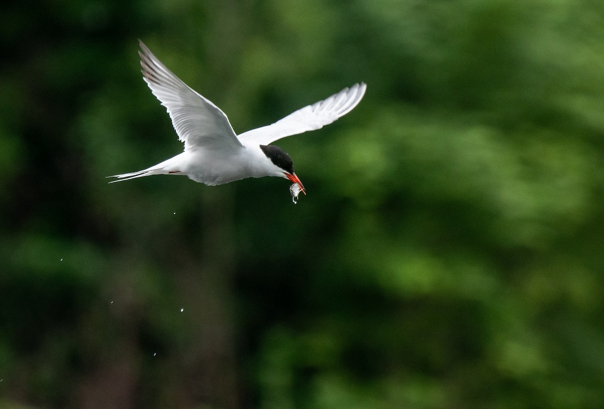 Common Tern - ML644506447