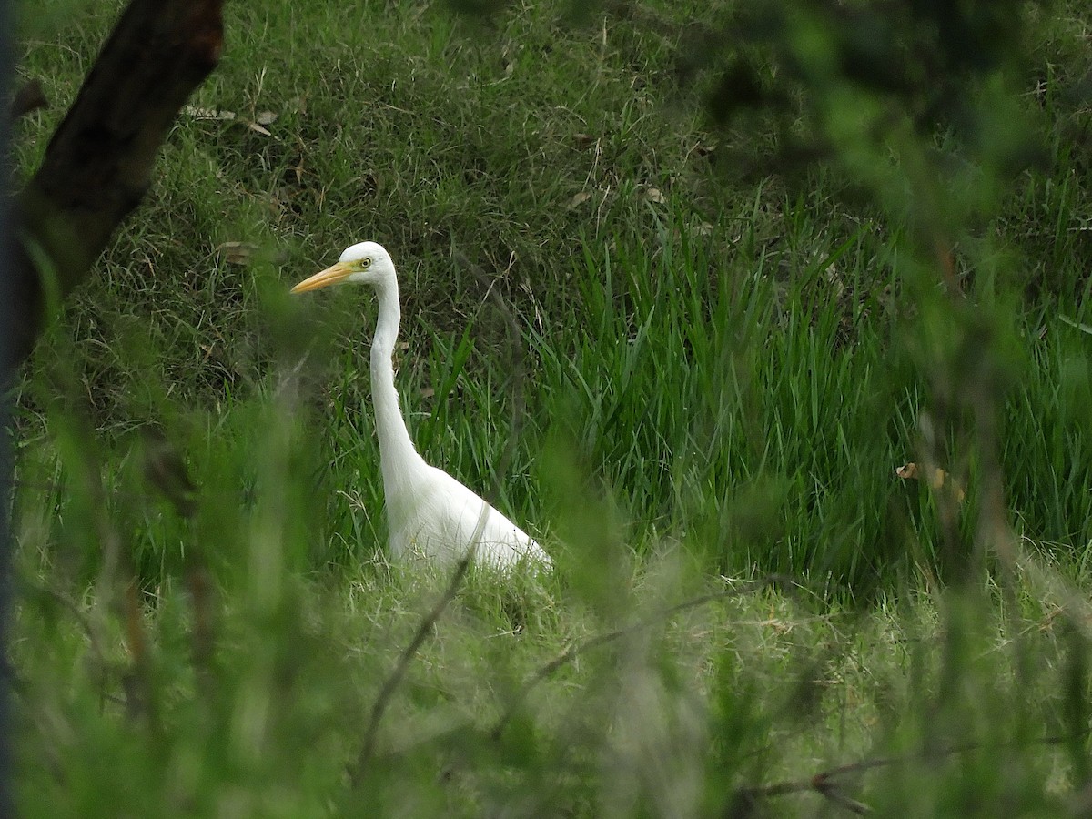 Plumed Egret - ML644506449