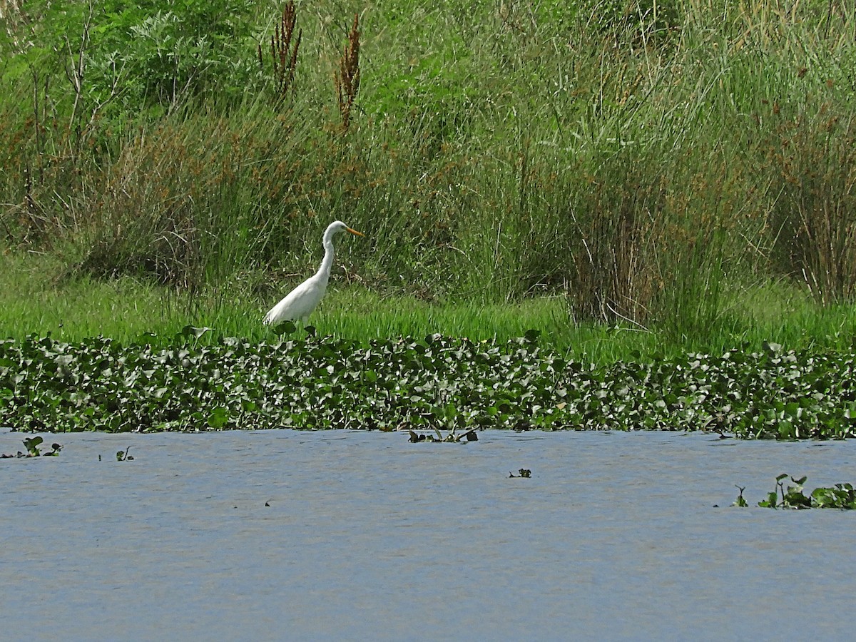 Great Egret - ML644506450