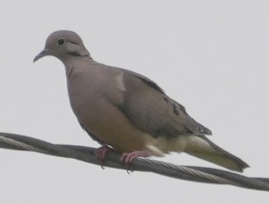Eared Dove - ML644506451