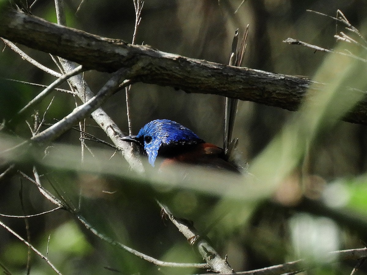 Variegated Fairywren - ML644506461