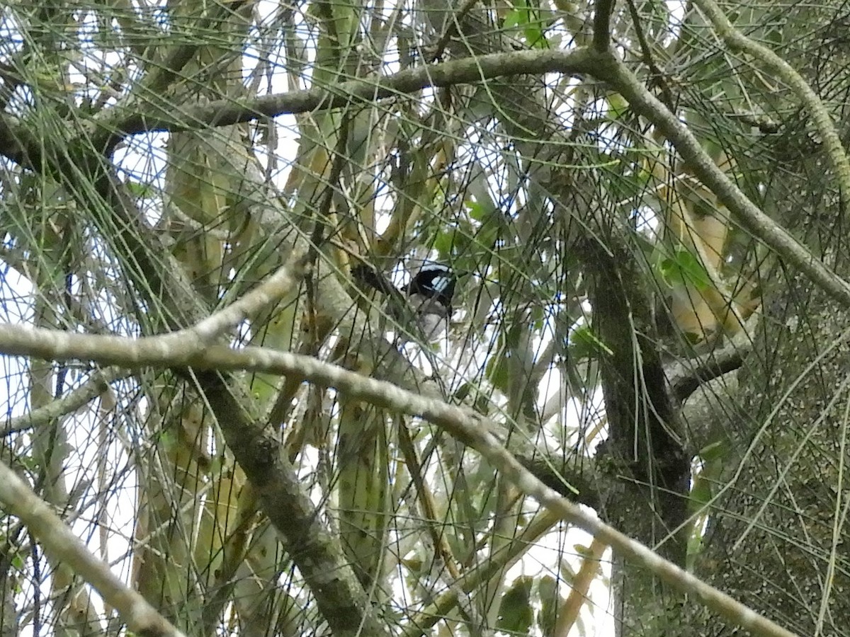 Superb Fairywren - ML644506476