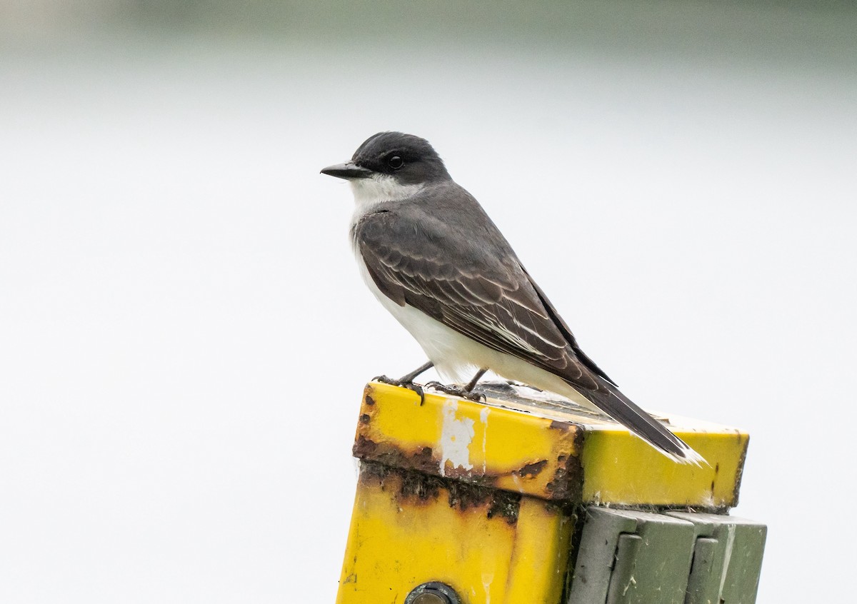 Eastern Kingbird - ML644506479