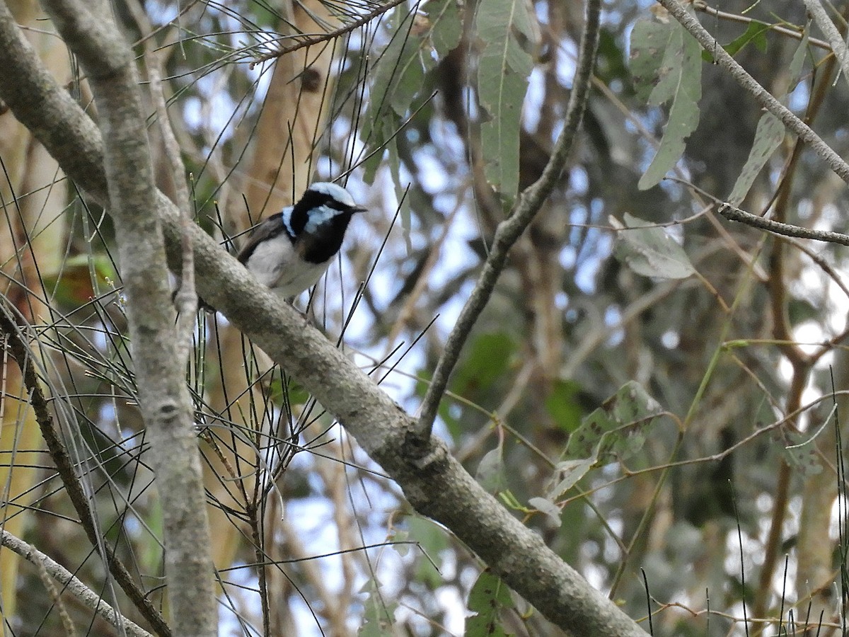 Superb Fairywren - ML644506480